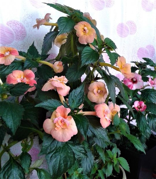  - 000014 ACHIMENES