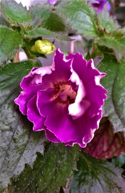  - 000014 ACHIMENES