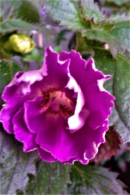  - 000014 ACHIMENES