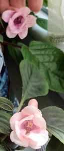 Party dress in spate - Printre Gesneriaceae