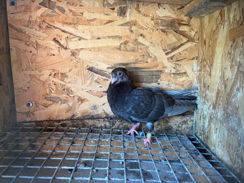 3009/23 - 6-lot zbor 2023