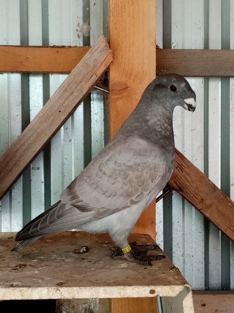  - American show Racer