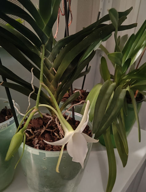 angraecum "Lady Lisa"x sesquipedale - Orhidee_3_monopodiale