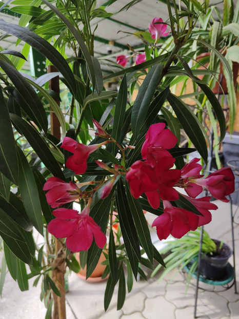oleander nerium red - Gradina si terasa PrimaLuce__10-Hello 2023
