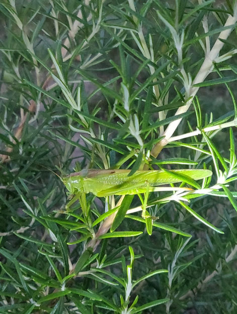 iunie 2023 - Gradina si terasa PrimaLuce_6-Animalutele noastre