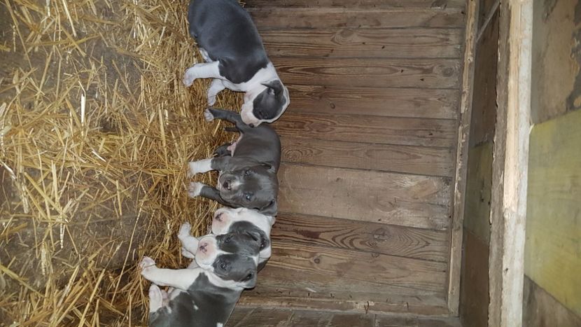  - blue amstaff