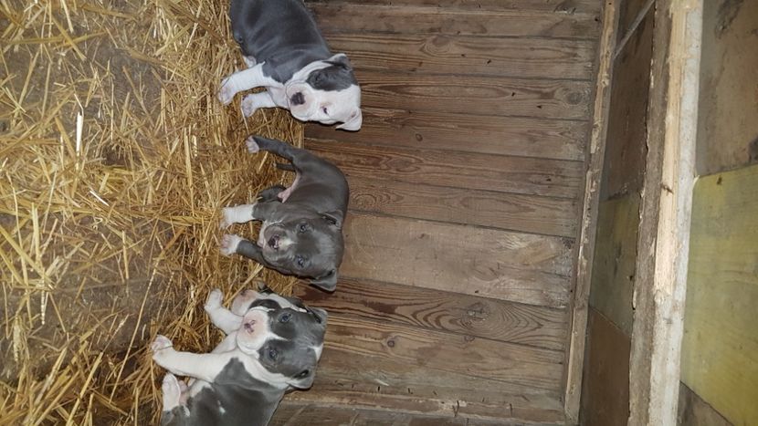  - blue amstaff
