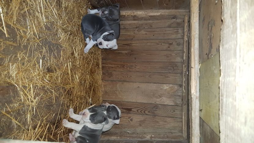  - blue amstaff