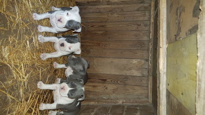  - blue amstaff