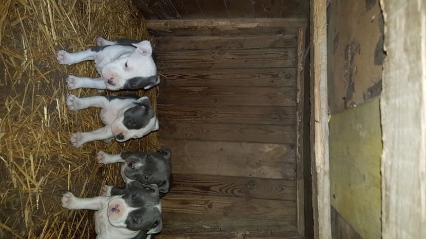  - blue amstaff