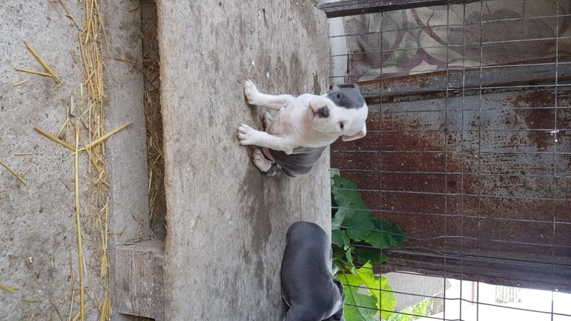  - blue amstaff