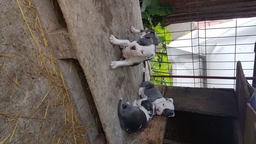  - blue amstaff