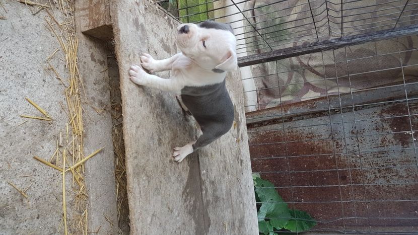  - blue amstaff