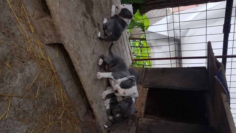  - blue amstaff
