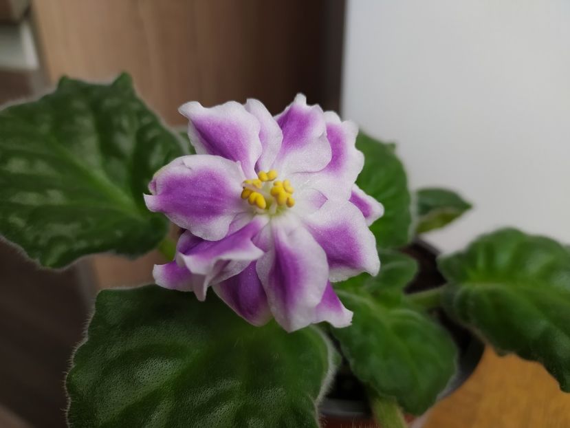 25 iunie 2023 - BR Revoljucija