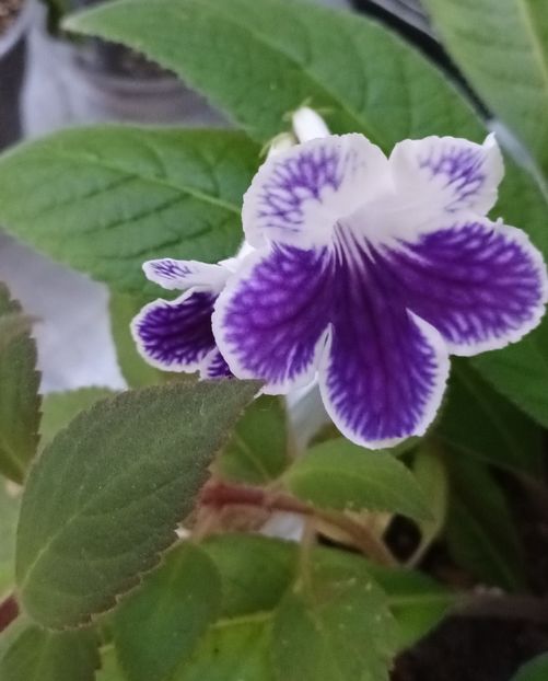  - STREPTOCARPUS