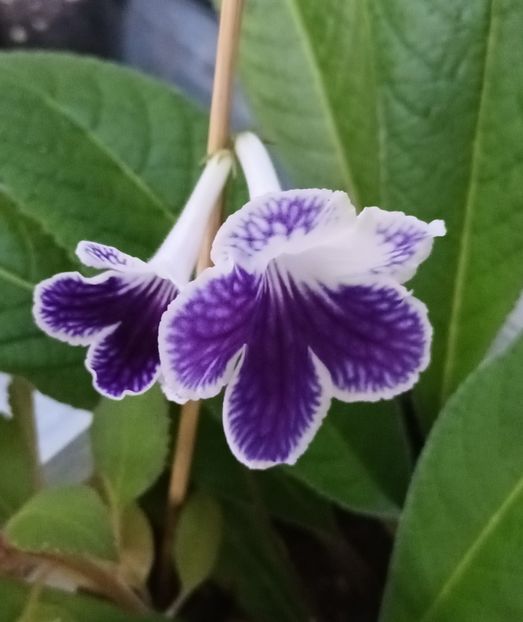  - STREPTOCARPUS