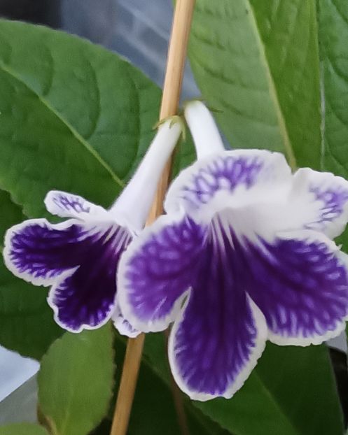  - STREPTOCARPUS