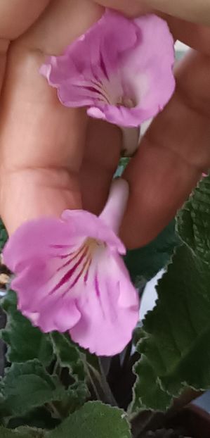  - STREPTOCARPUS