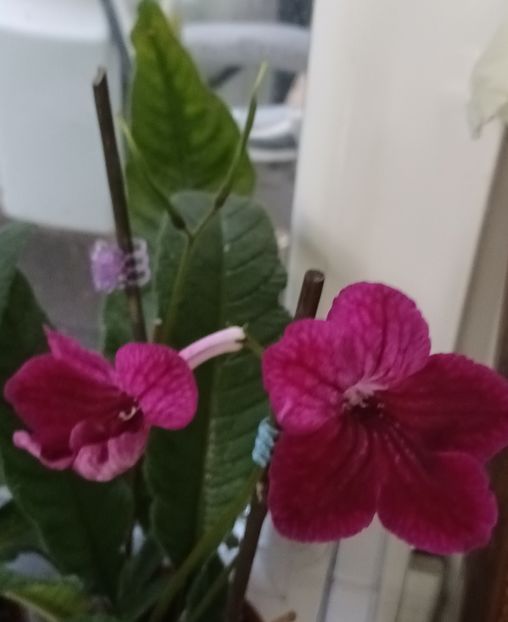  - STREPTOCARPUS