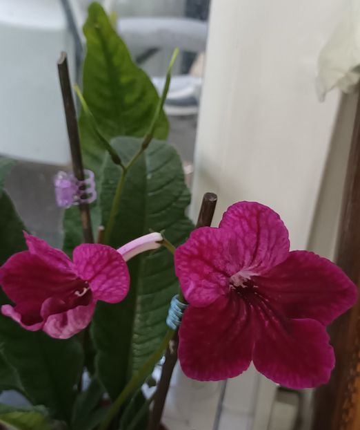  - STREPTOCARPUS