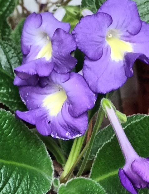  - STREPTOCARPUS