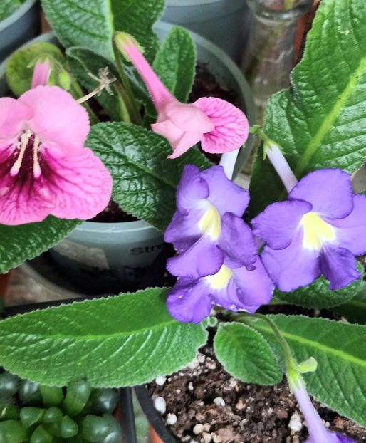  - STREPTOCARPUS