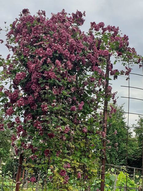  - 0 Clematis viticela Purpurea plena elegans grupa C tundere tare