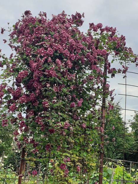  - 0 Clematis viticela Purpurea plena elegans grupa C tundere tare