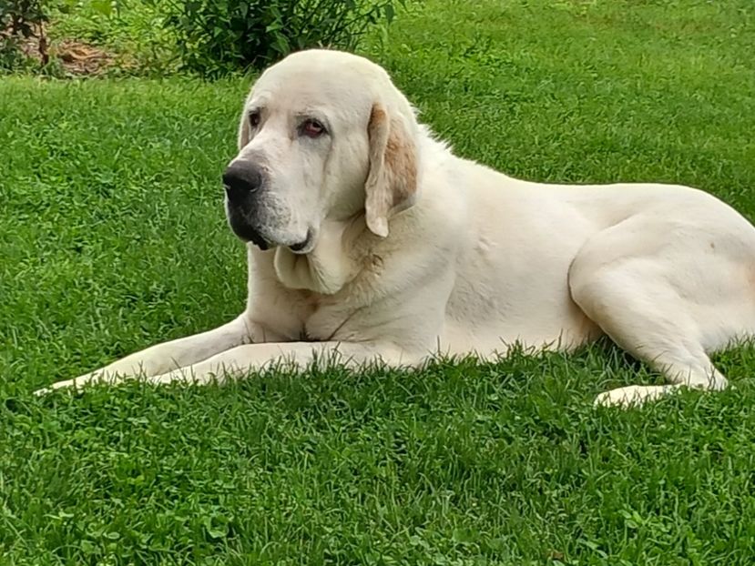  - 1 bob prietenul meu