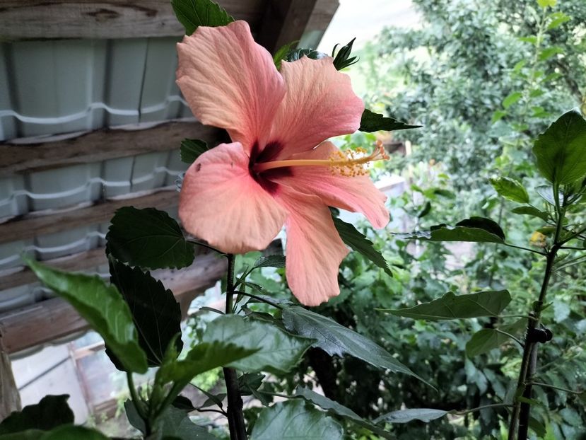 IMG20230625191222 - hibiscusi