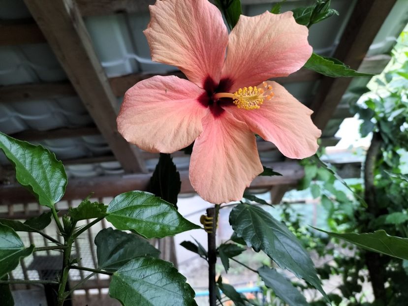 IMG20230625191215 - Flori de camera 2023