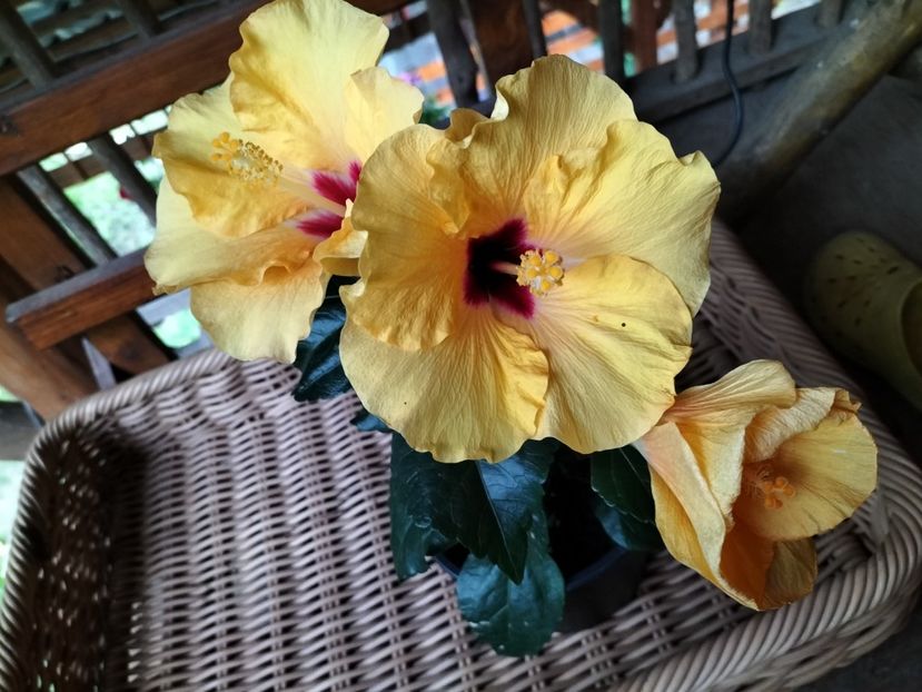 IMG20230625191201 - hibiscusi