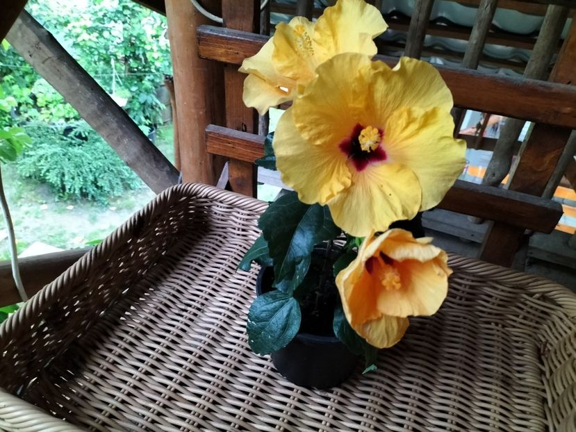 IMG20230625191153 - hibiscusi