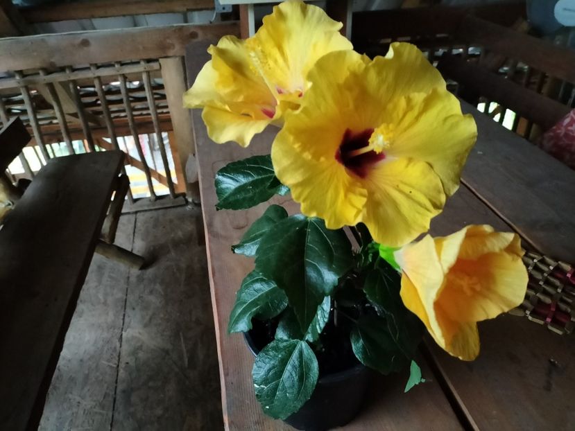 IMG20230625191119 - hibiscusi