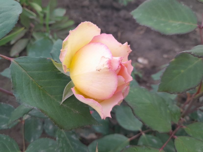 Jalitah - Primul bobocel și prima floricică mult așteptată