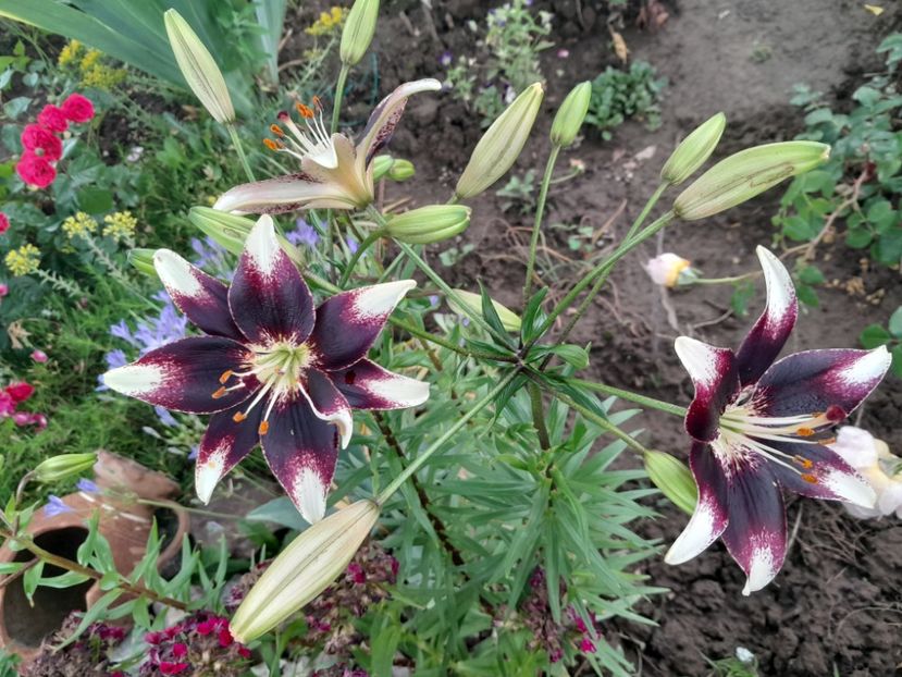  - 2023 floricele din grădină