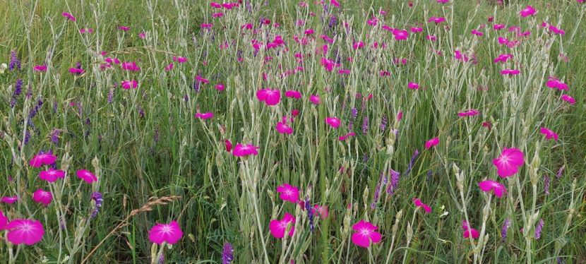 Lychnis coronaris - Produse livrate 2