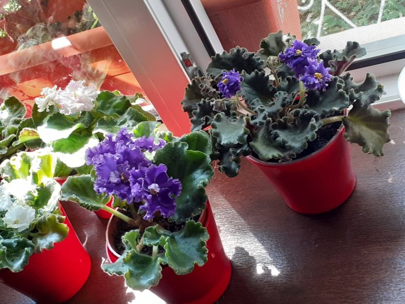  - VIOLETE
