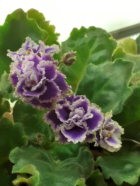  - Petitcoate Promenade