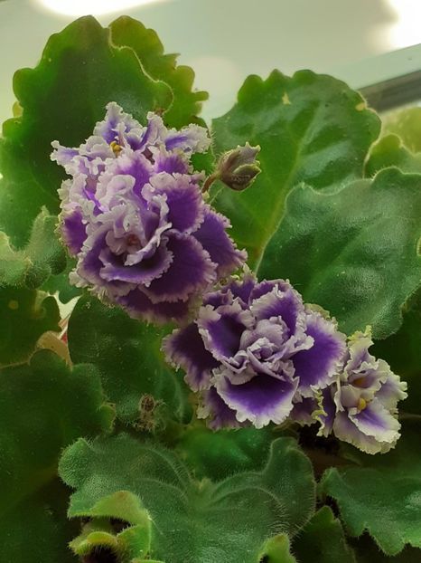  - Petitcoate Promenade