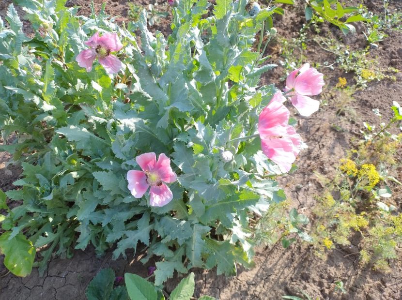  - Flori de gradina-2023