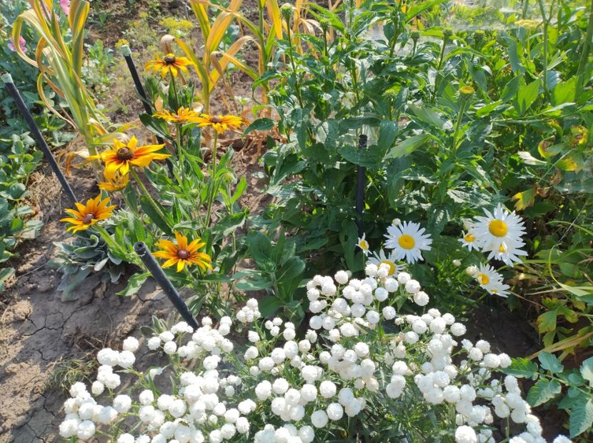  - Flori de gradina-2023