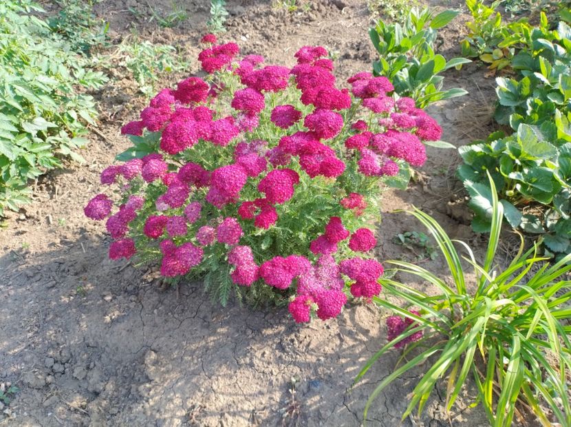  - Flori de gradina-2023