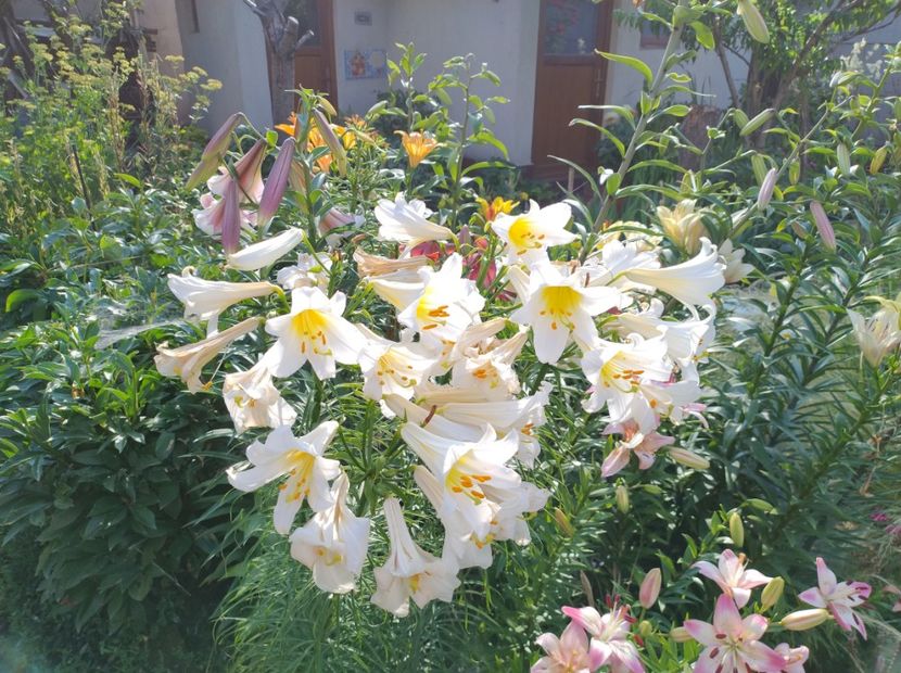  - Flori de gradina-2023