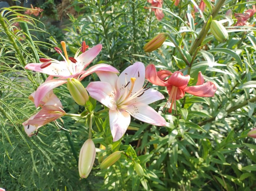  - Flori de gradina-2023