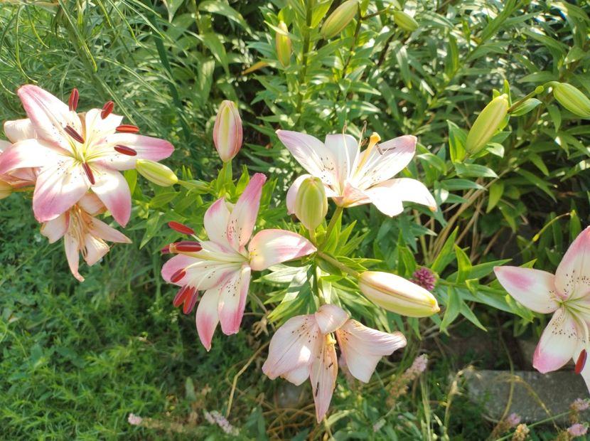  - Flori de gradina-2023