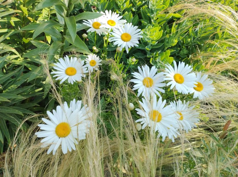  - Flori de gradina-2023