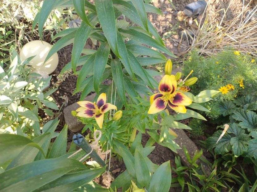  - Flori de gradina-2023