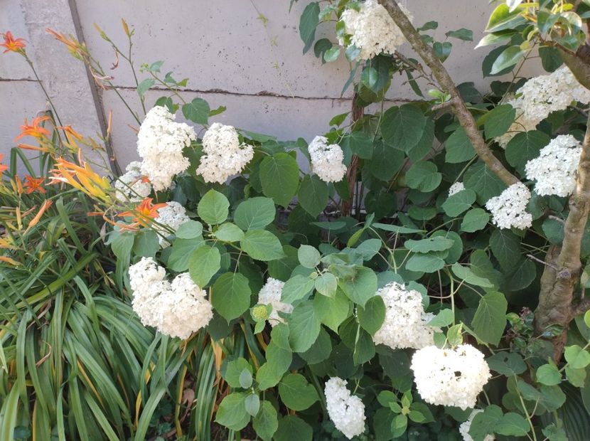  - Flori de gradina-2023